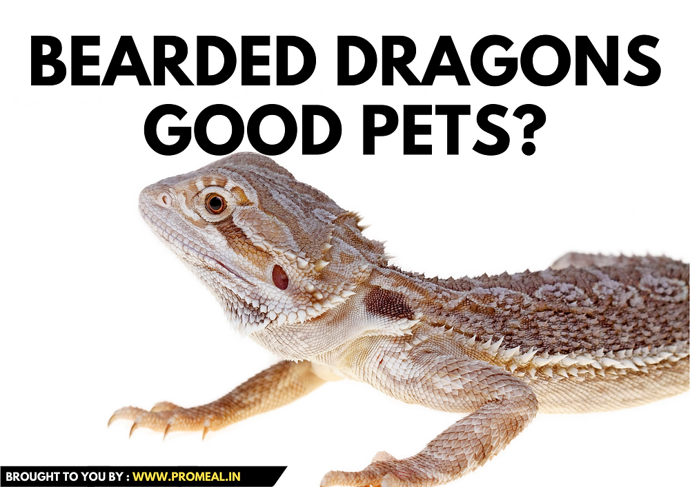 Why Are Bearded Dragons Good Pets Are Bearded Dragons Good Pets?