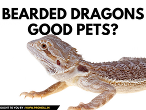 Are Bearded Dragons Good Pets?