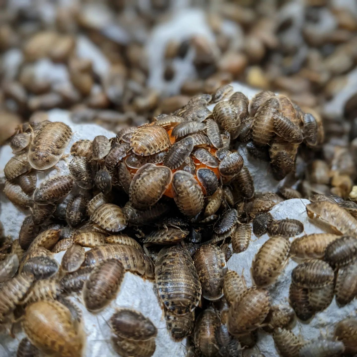 Roaches as Feeder Insects Benefits, Care, and Storage Tips Promeal