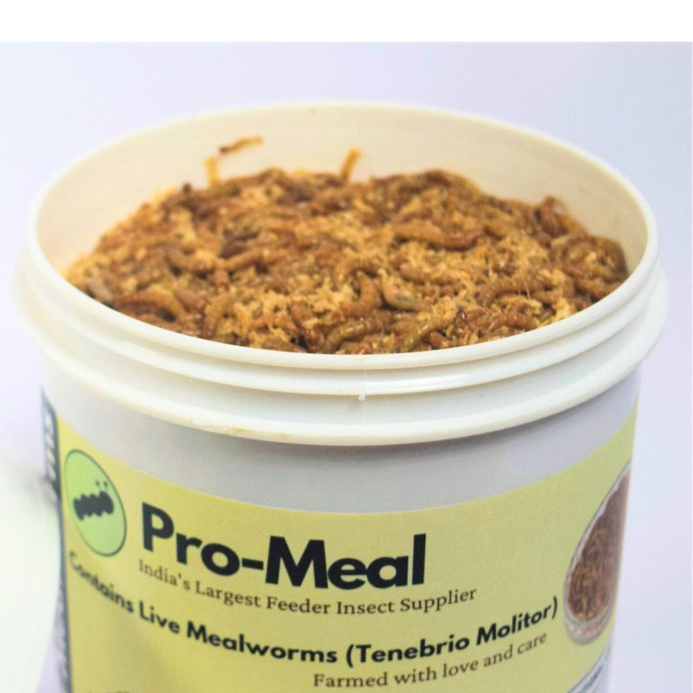 Mealworms in a well-ventilated container with a food source