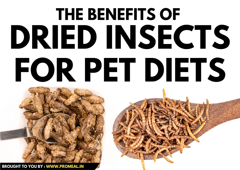The Benefits of Dried Insects for Pet Diets: A Convenient & Nutritious ...
