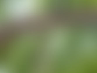 Տան բակում կինը հայտնաբերել է ամուսնու դին՝ ծառից կախված վիճակում