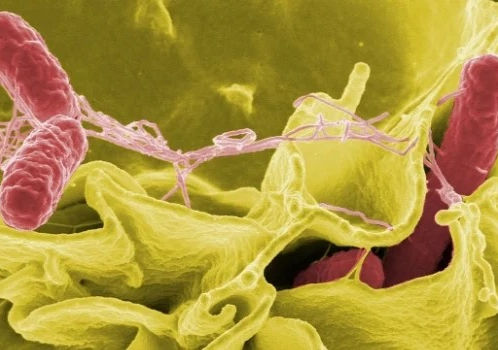 Վեց անձ սալմոնելոզով դիմել է հիվանդանոց. բոլորը նույն սրճարանում ձու եւ ձուկ էին կերել