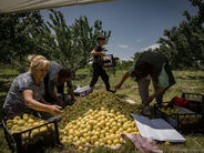 74.5% անկում. Հայկական գյուղմթերքի արտահանման ճգնաժամի համակարգային պատճառները. Տիգրան Դումիկյան