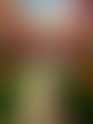 Jardim Dos Sentimentos: Reflexões sobre o Luto por Suicíd1o [Texto 02: Quebrando o Silêncio]