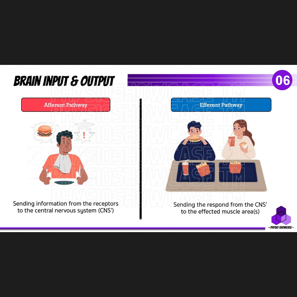 Thumbnail: The Neuromuscular Order (2023)