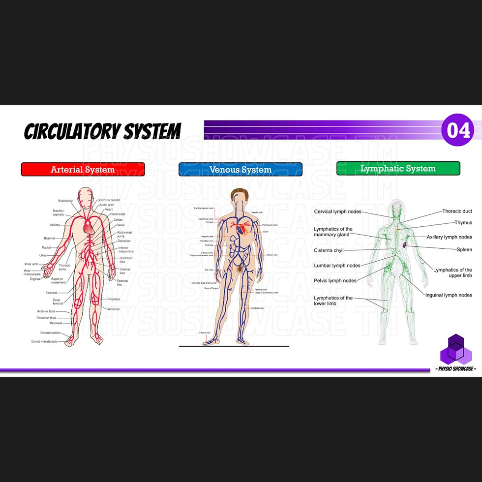 Thumbnail: Circulatory System Integration (2024)