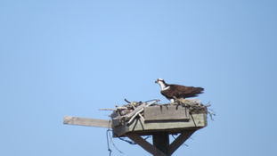 Scenes from 2025 Return of the Osprey 