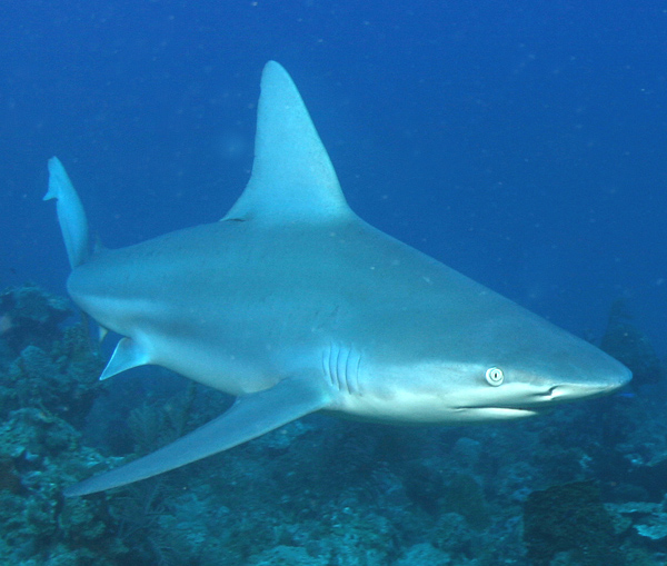 Dive Shop Naples Fl SCUBAdventures United States