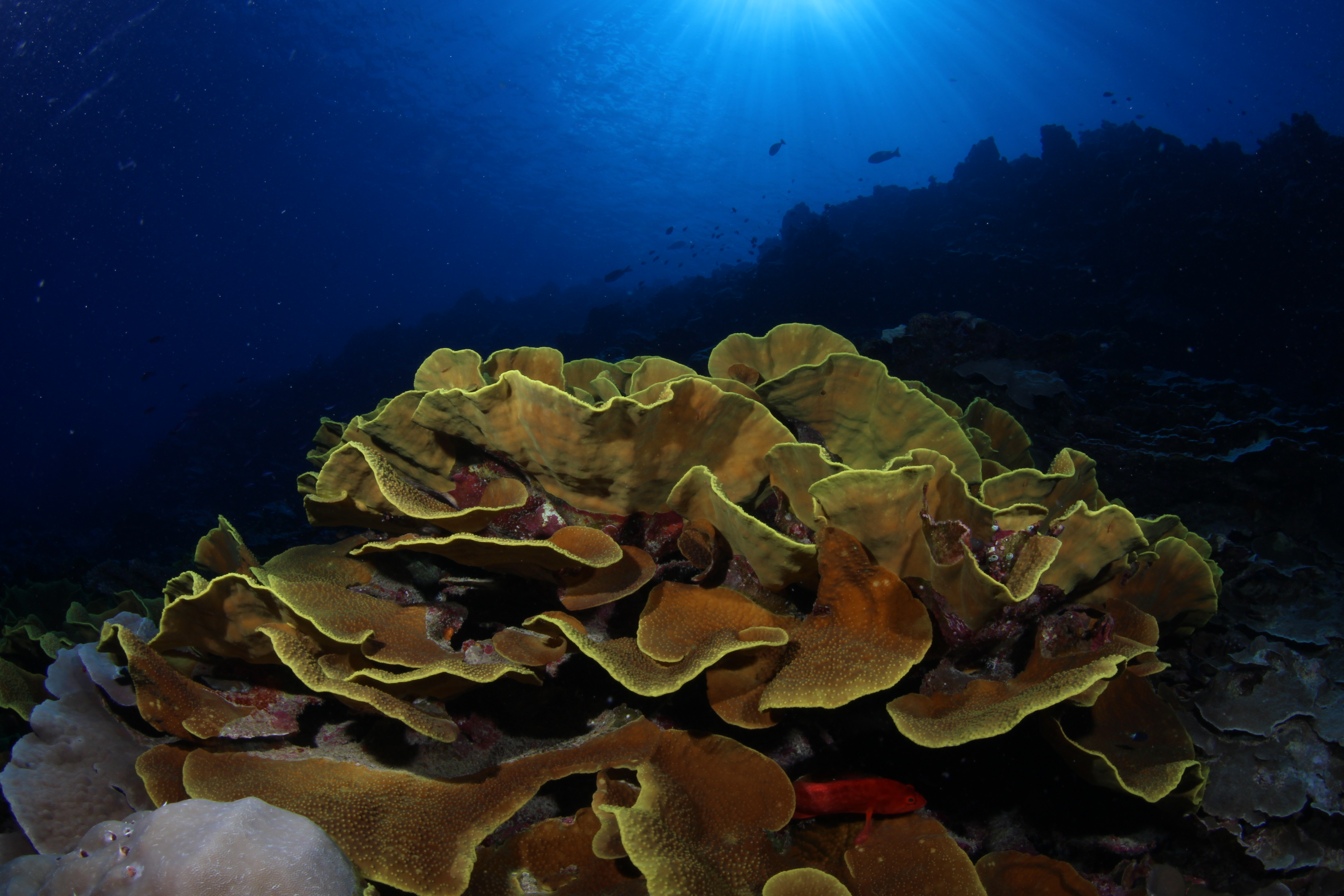 Dive Shop Naples Fl SCUBAdventures United States