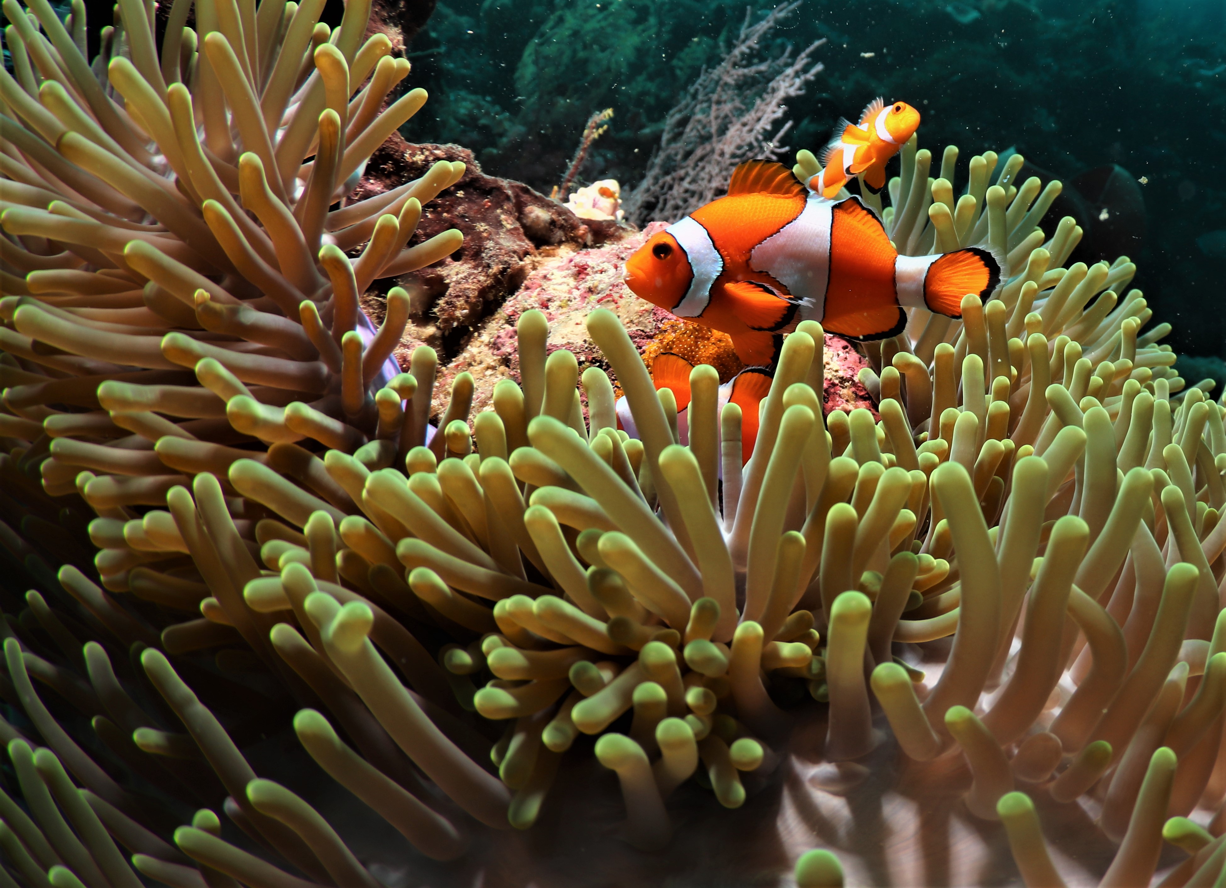 Dive Shop Naples Fl SCUBAdventures United States