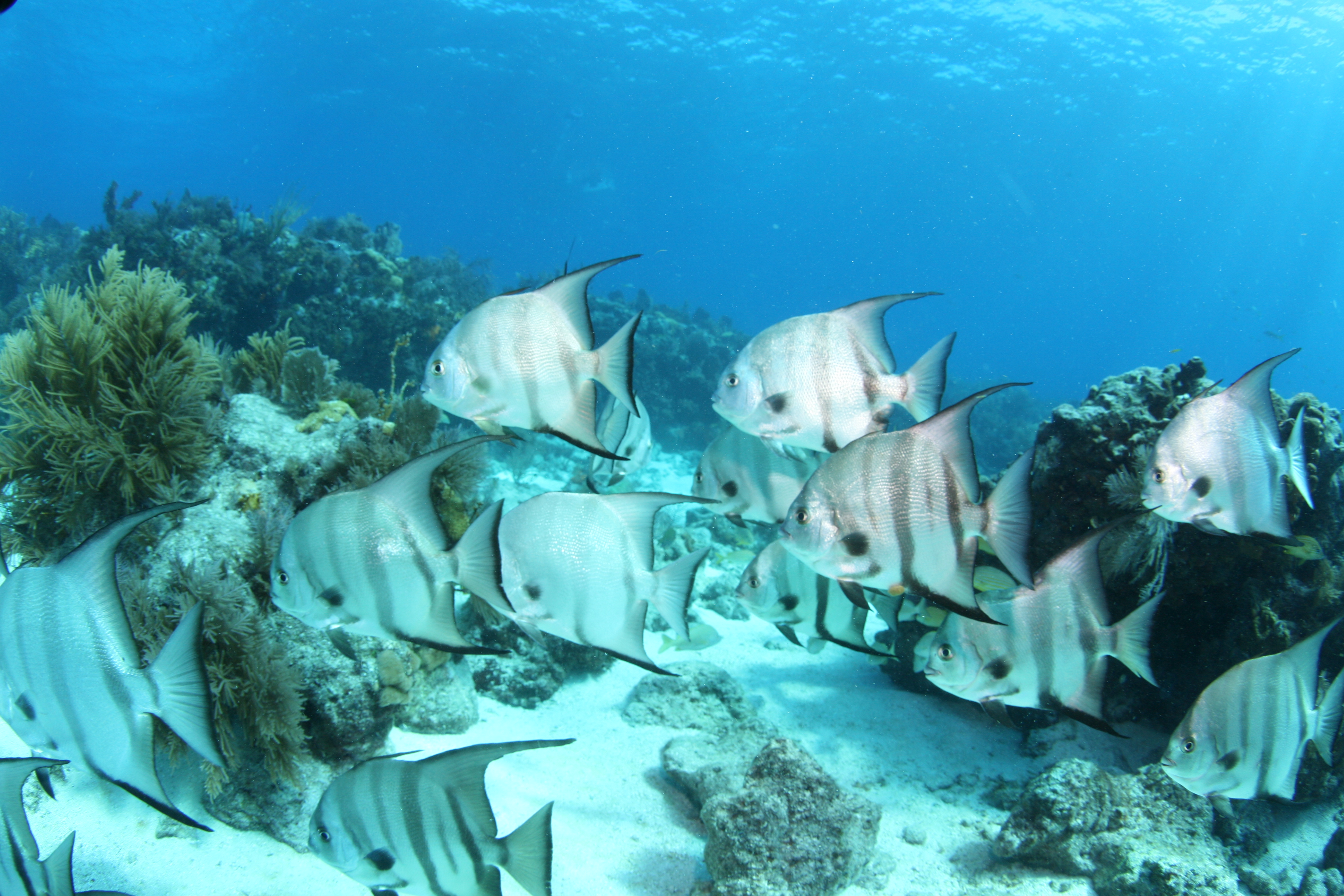 Dive Shop Naples Fl SCUBAdventures United States