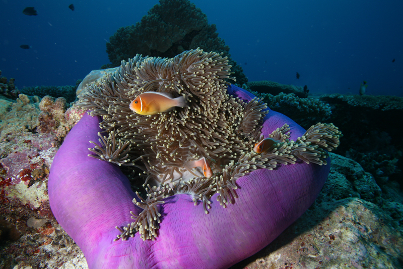 Dive Shop Naples Fl SCUBAdventures United States