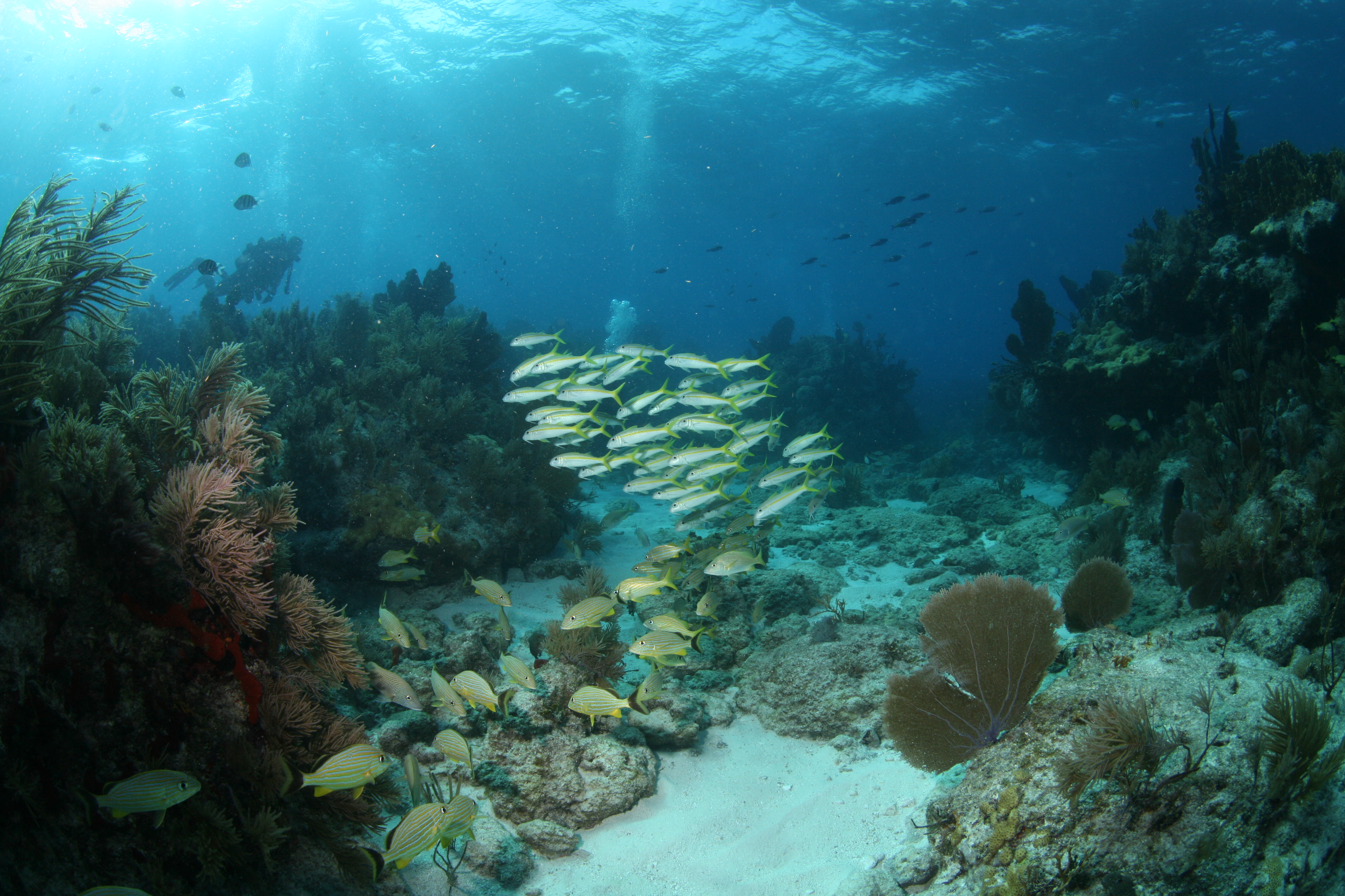 Dive Shop Naples Fl SCUBAdventures United States