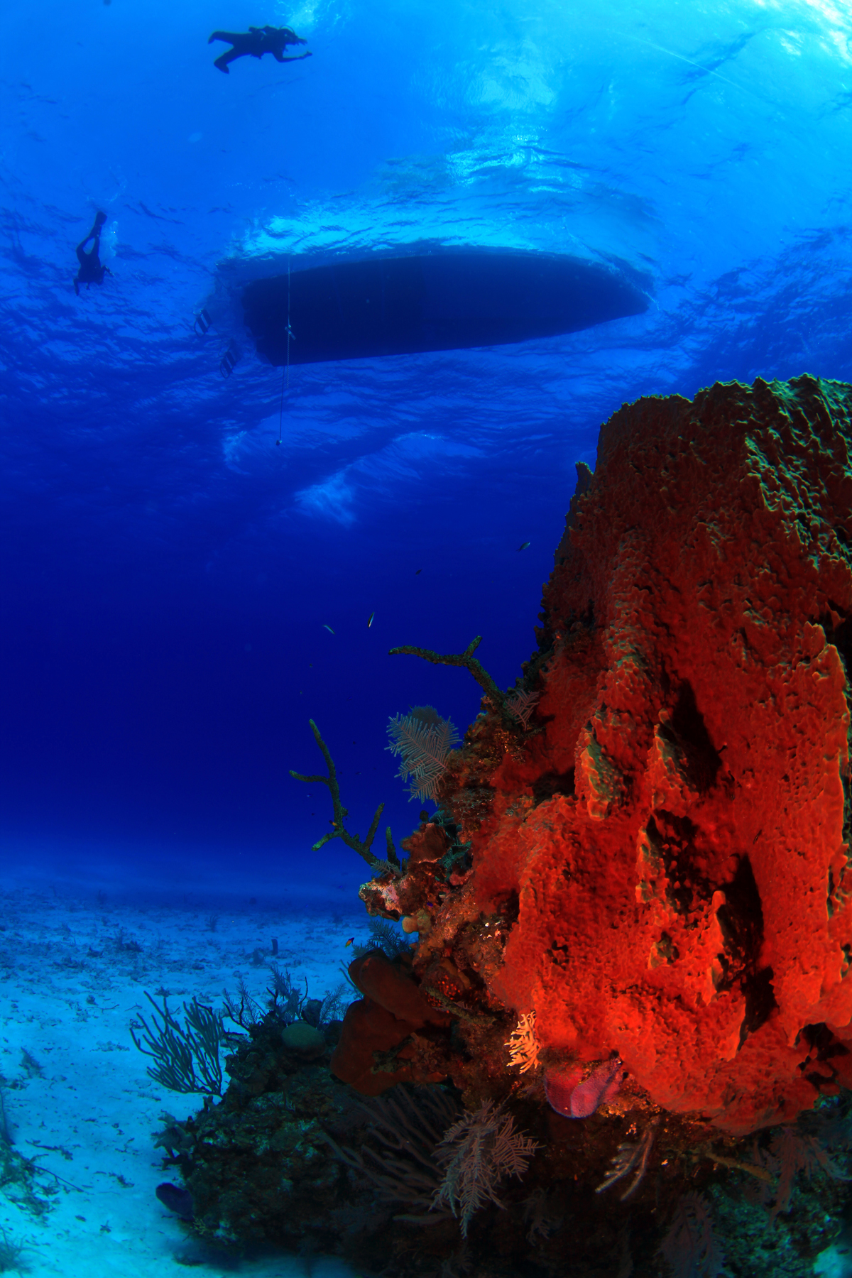 Dive Shop Naples Fl SCUBAdventures United States