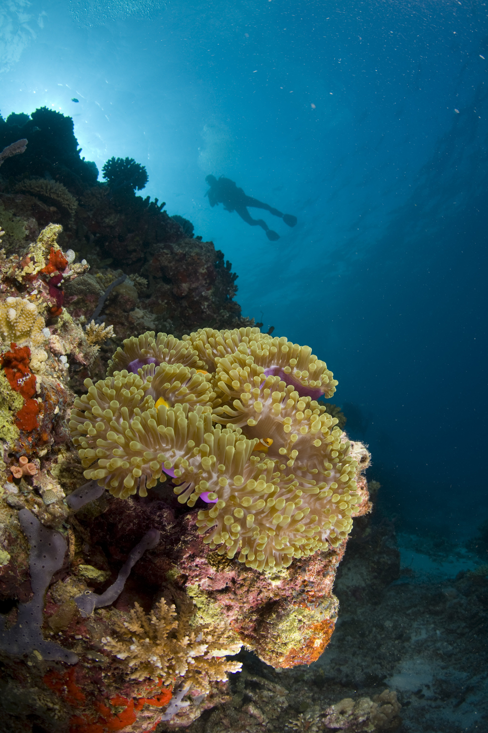 Dive Shop Naples Fl SCUBAdventures United States