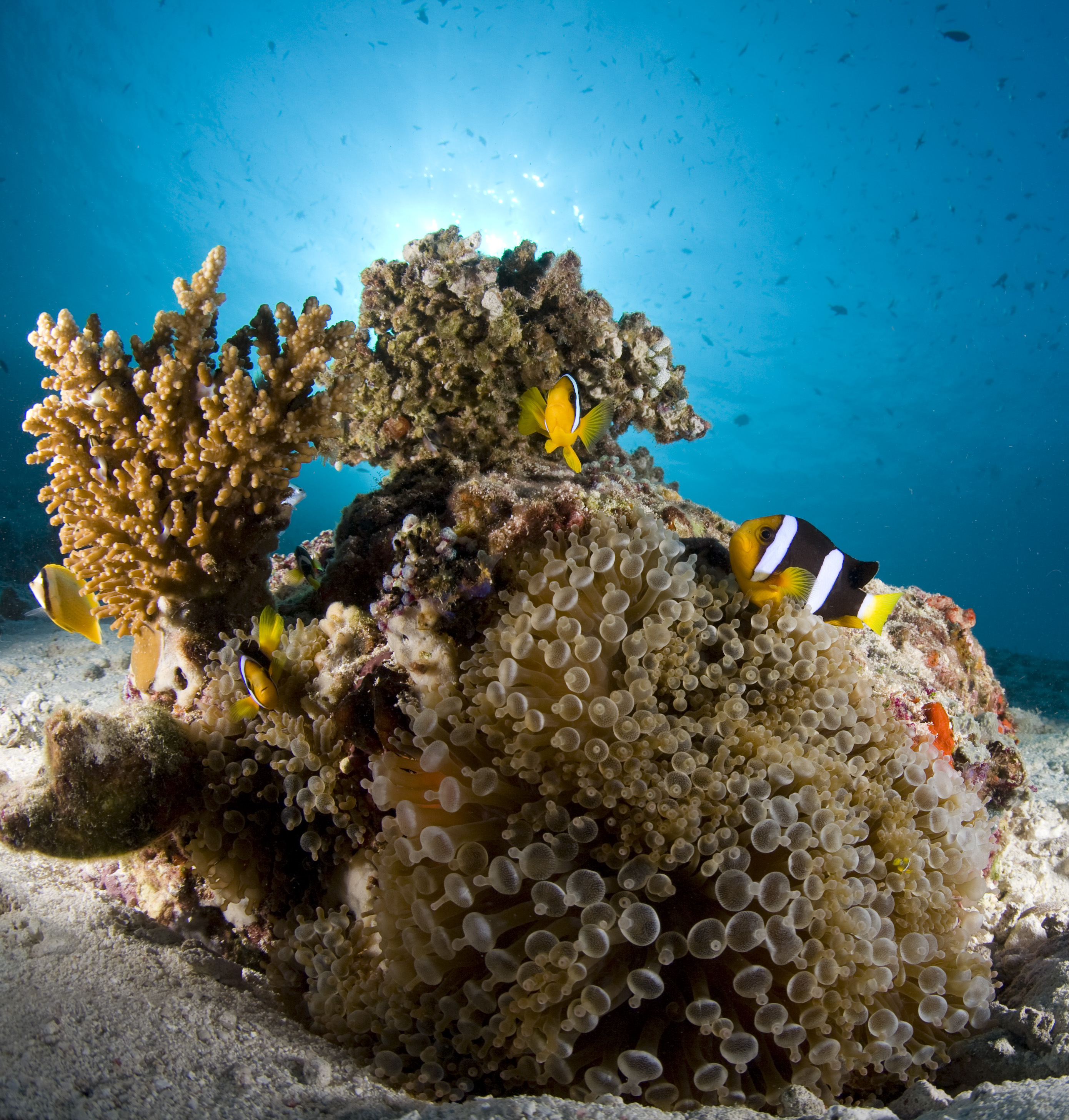 Dive Shop Naples Fl SCUBAdventures United States