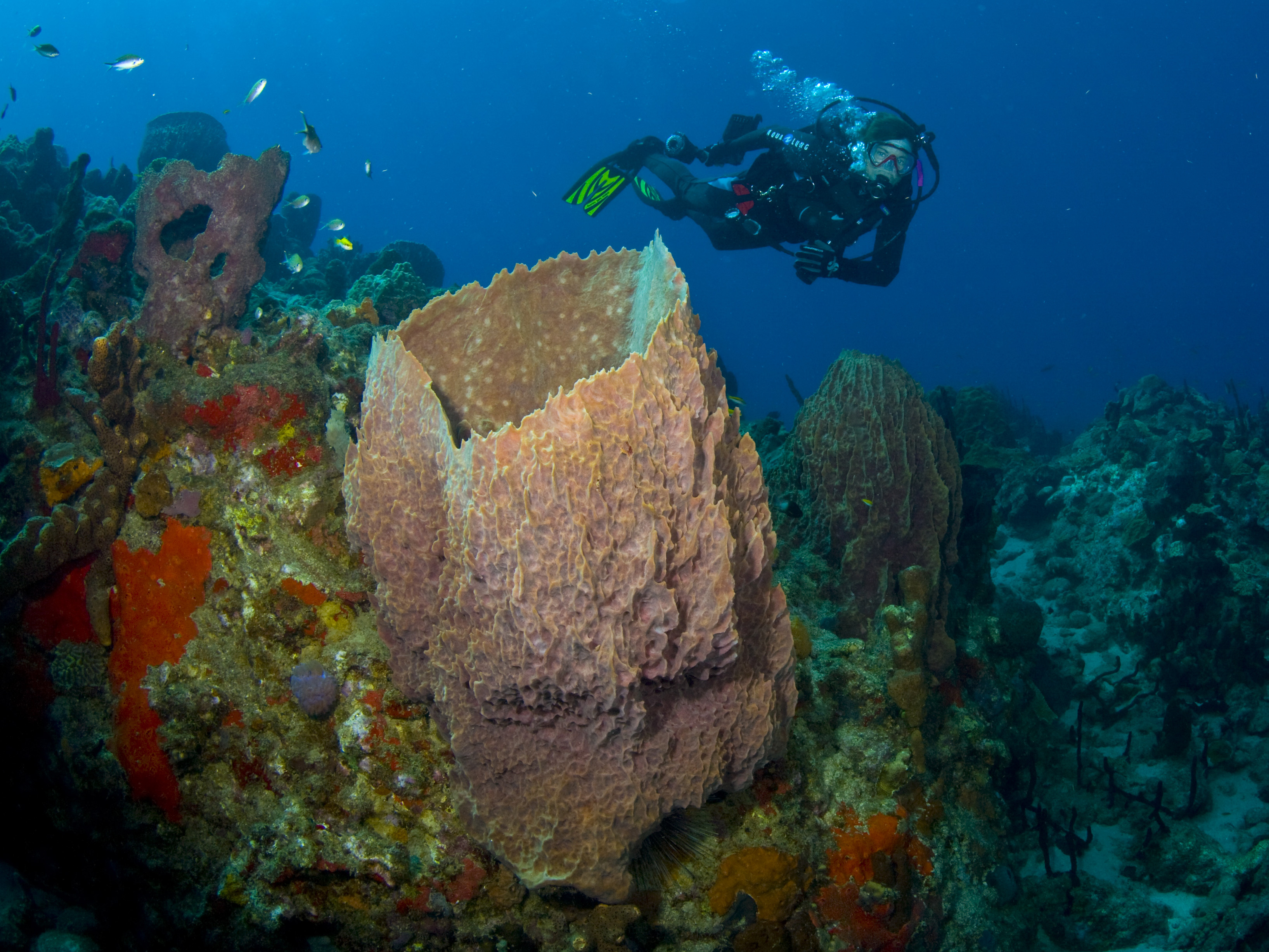 Dive Shop Naples Fl SCUBAdventures United States