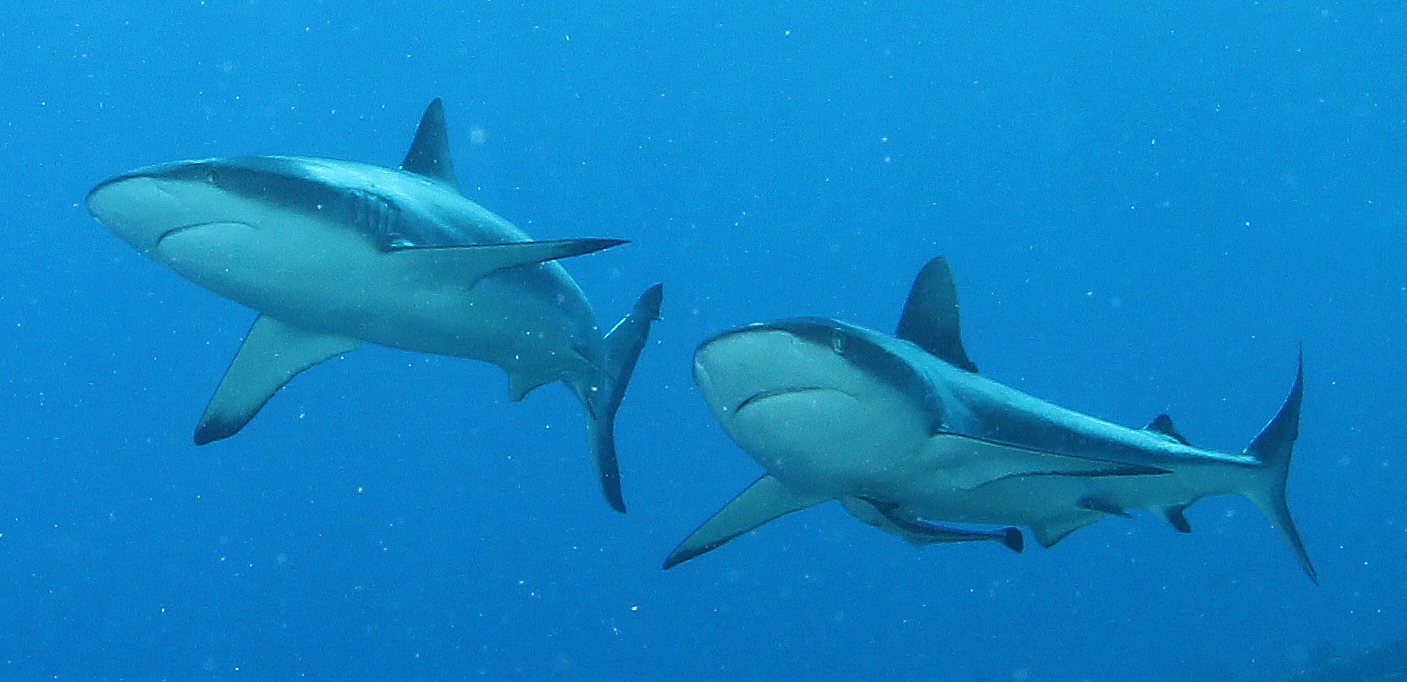 Dive Shop Naples Fl SCUBAdventures United States