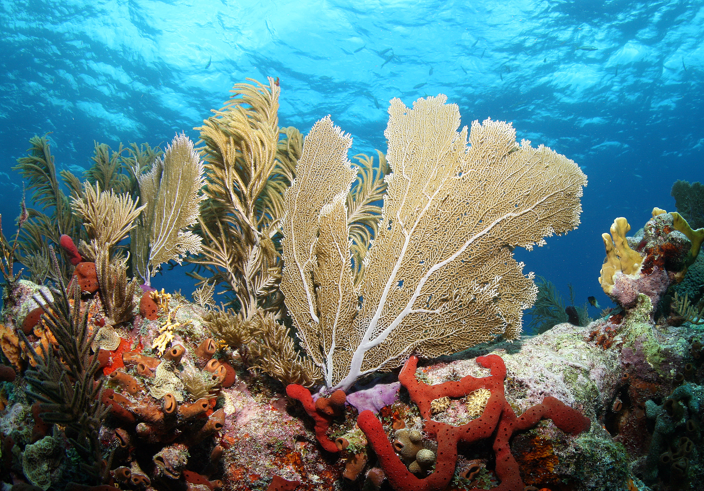 Dive Shop Naples Fl SCUBAdventures United States