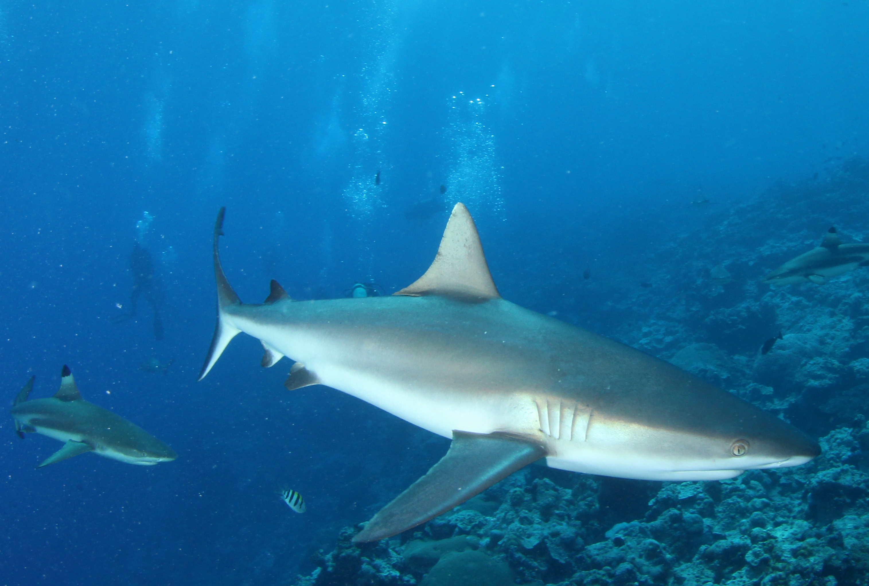 Dive Shop Naples Fl SCUBAdventures United States