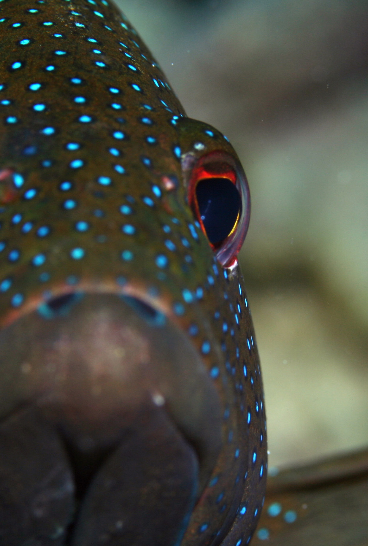 Dive Shop Naples Fl SCUBAdventures United States