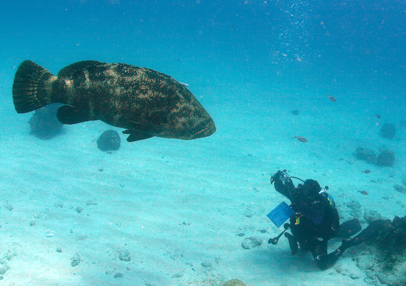 Dive Shop Naples Fl SCUBAdventures United States