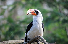 Hornbill