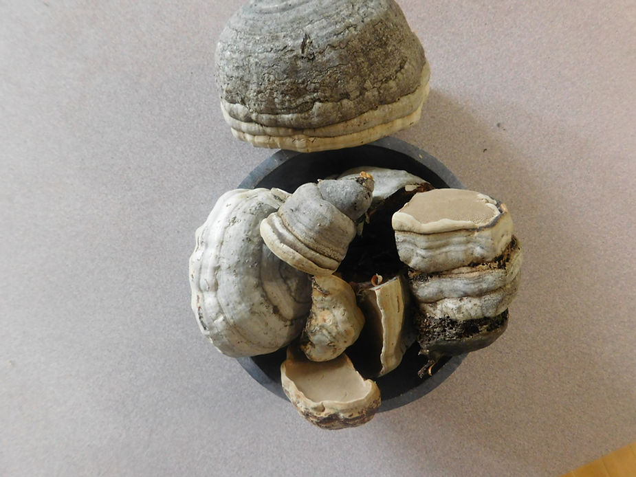 Tinder Conk Fungus (Fomes Fomentarius)