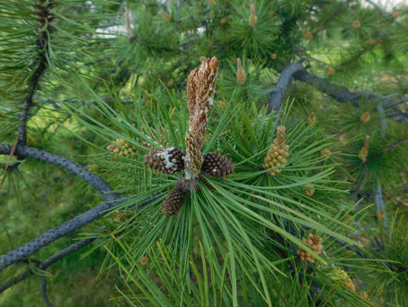 Pine Needle Tea- Suramin: The Peoples Antidote