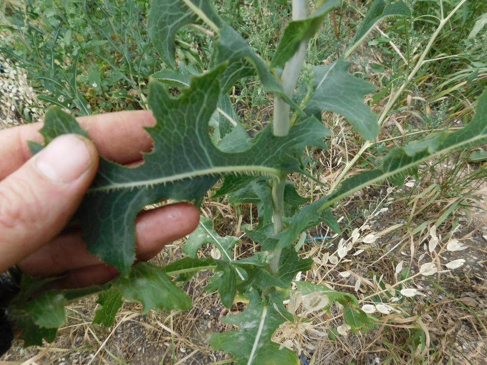 Wild Prickly Lettuce Lactuca serriola