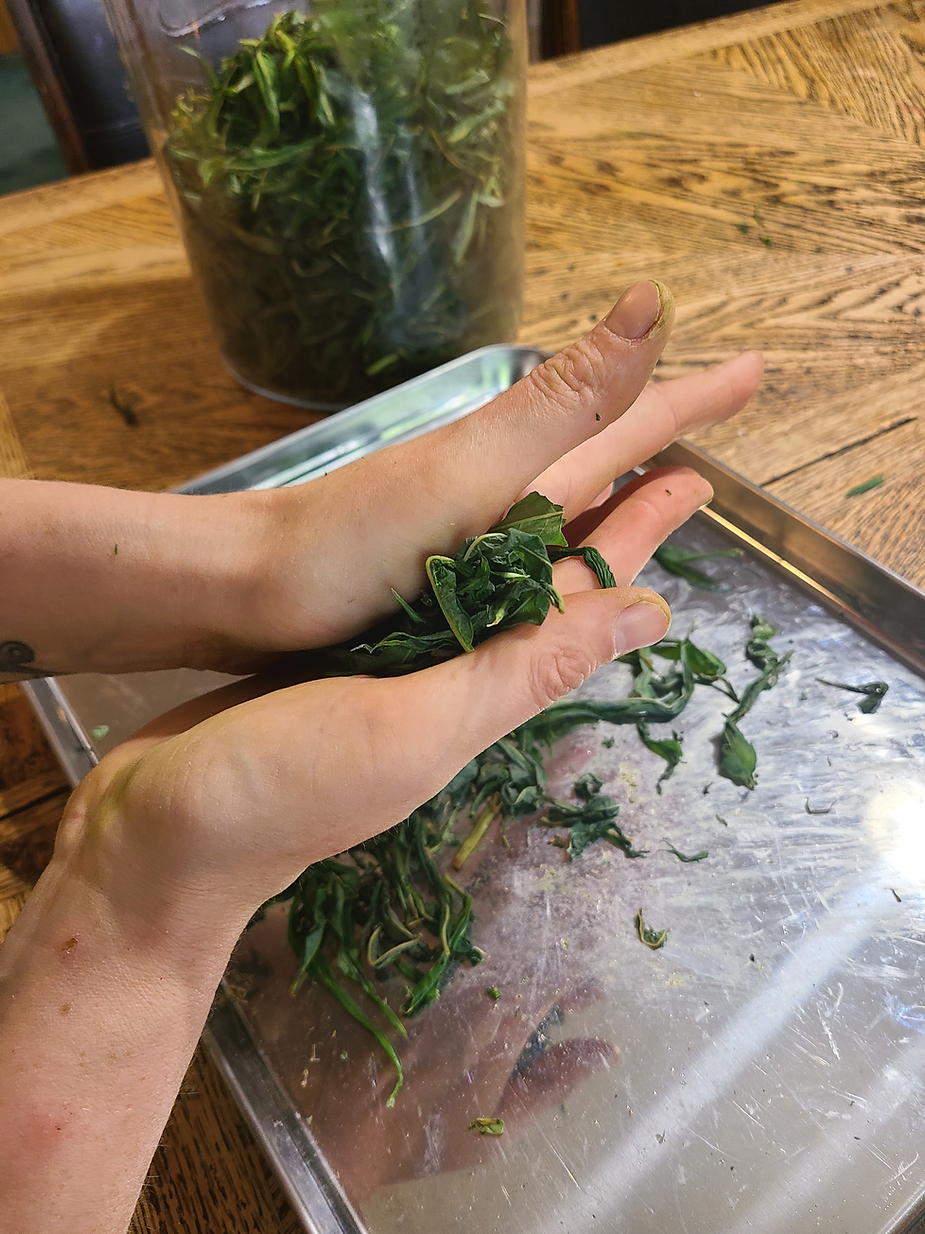 Rolling wilted fireweed leaves