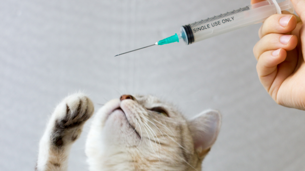 gato olhando para agulha para injeção