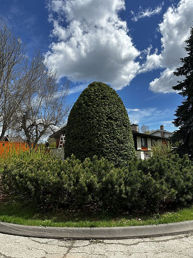 taille-haie-cedres-sherbrooke.jpg