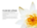 Flor%2520de%2520L%25C3%25B3tus_edited_ed