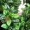 Miniatura: verde
