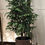 Miniatura: Árbol
