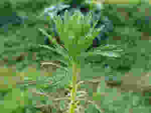 Parrotfeather plant