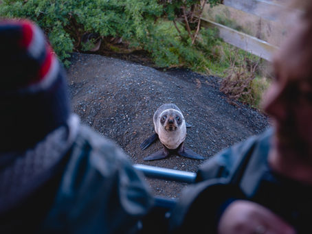 Seal pup on rocky ground gazes at two blurred people in foreground. Green bushes and wooden fence in the background create a peaceful setting.