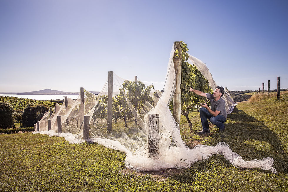 Thumbnail: A man repairs a vineyard fence while securing it with a net, surrounded by lush grapevines under a clear sky.