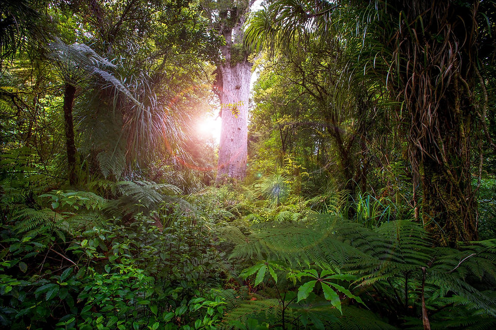 Thumbnail: Sunlight filters through lush trees in a vibrant subtropical forest, Tane Mahuta creating a serene and enchanting atmosphere.