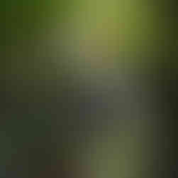 A couple walks on a wooden bridge in a lush green forest. Tall trees and tropical plants surround them, creating a serene atmosphere.