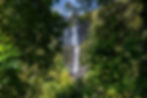 Serene Wairere Falls cascades amidst lush trees and vibrant green vegetation, creating a tranquil natural scene.