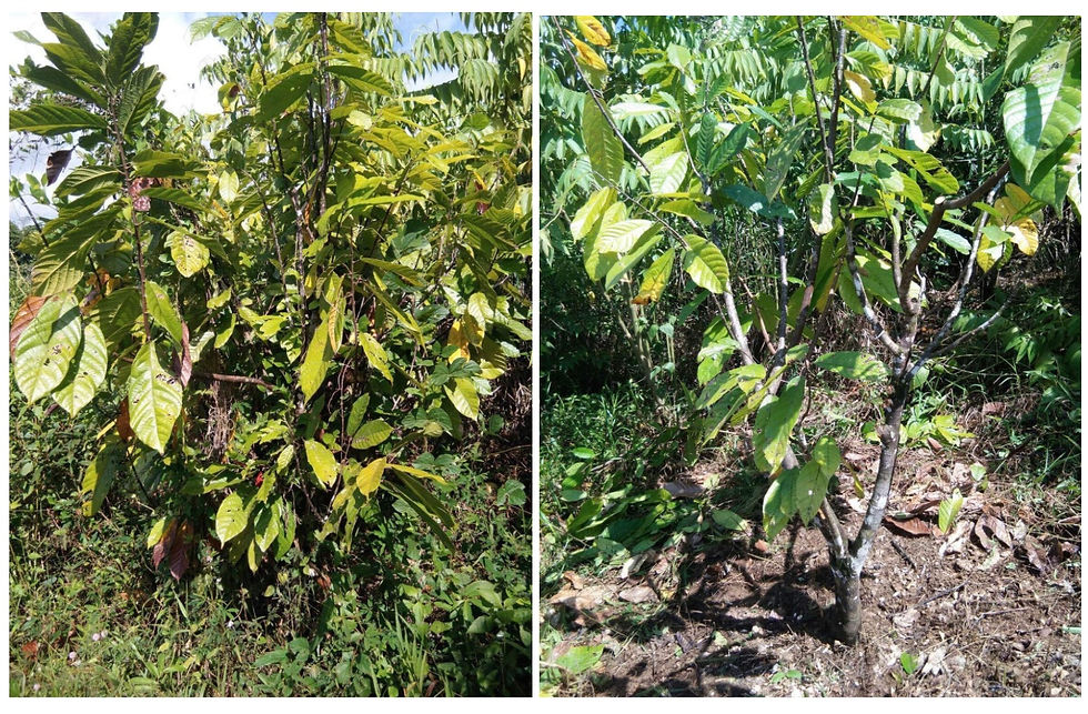 Photo: Pruning, sanitation and fertilization rejuvenate abandoned and unproductive trees.
