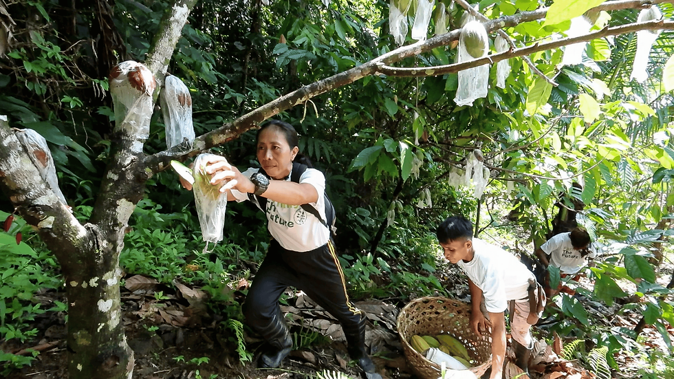 Photo: Farmers harvesting cacao pods anine months after the rehabilitation program commenced.