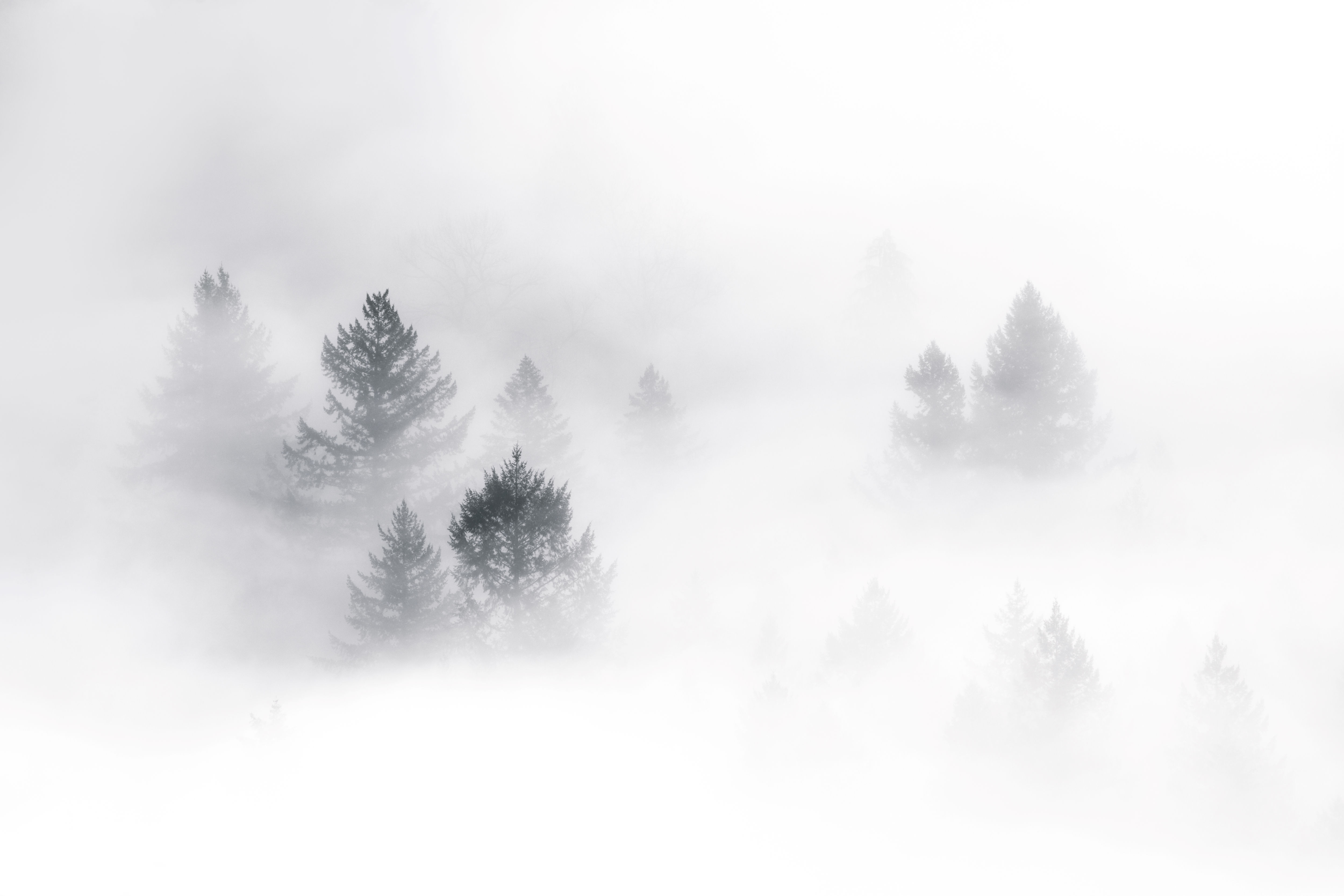Trees immersed in heavy fog