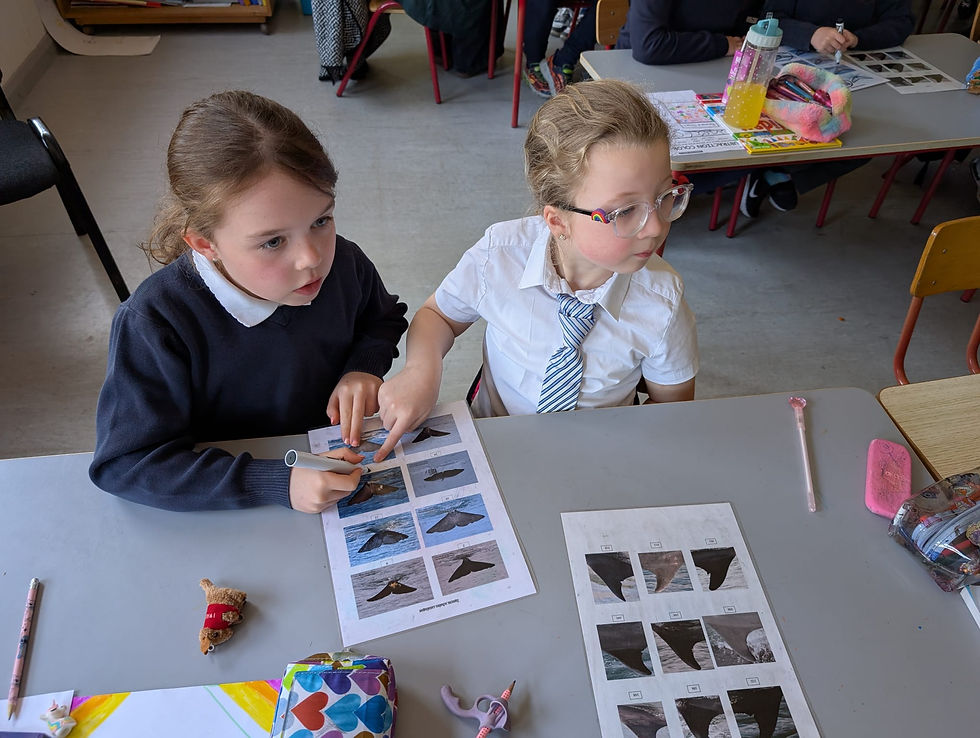 2nd Class Ocean mammals (5)