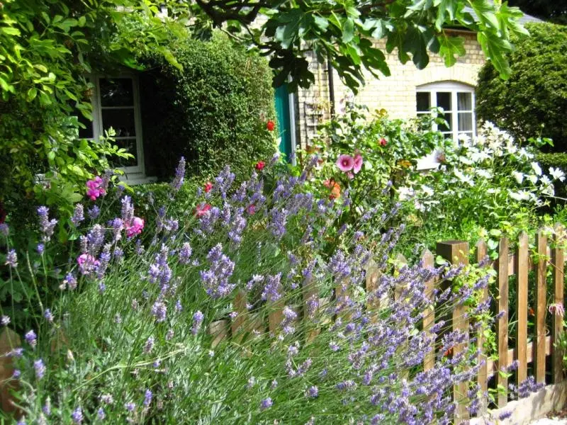 Garden with lavender, roses, and lush greenery in front of a brick house with white windows. Wooden fence and vibrant foliage under a sunny sky.