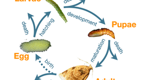 Postdoctoral research opportunity—Theoretical Population Biology