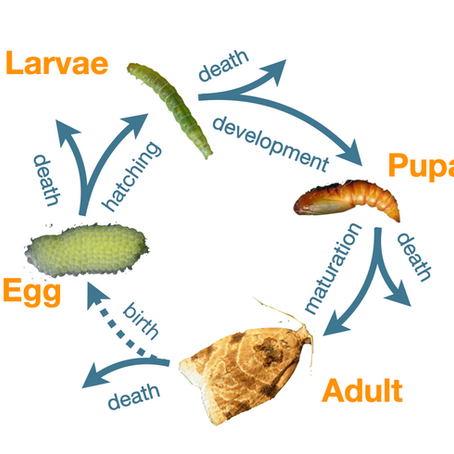 Postdoctoral research opportunity—Theoretical Population Biology